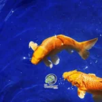 Peixes