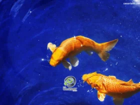 Peixes
