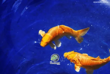 Peixes