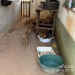 Polícia resgata 25 animais em abandono em Sorriso