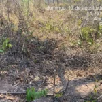 Polícia Militar prende cinco homens por desmatamento ilegal em Tangará da Serra