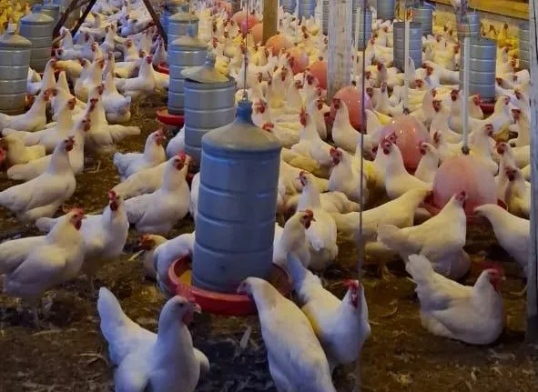 Avicultura impulsiona agricultura familiar em Mato Grosso com exemplo de Cáceres