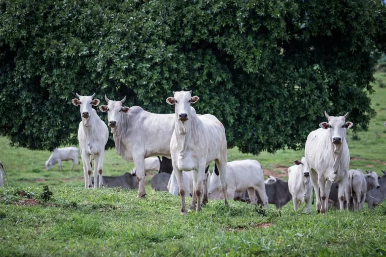 Rebanho bovino lidera em Mato Grosso com mais de 32 milhões de cabeças