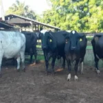 Assessoria Empaer