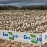 algodao embrapa