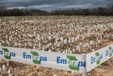 algodao embrapa