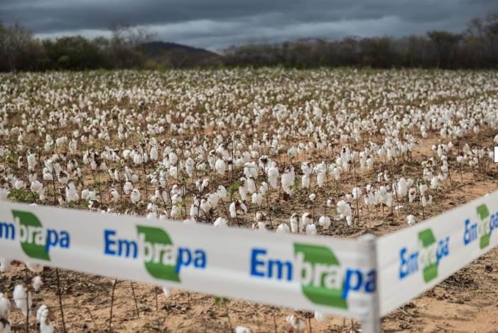 algodao embrapa