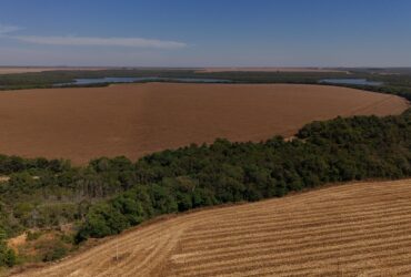 area de milho colhida