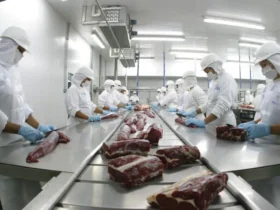 carne bovina cortes trabalhadores frigorifico