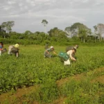 Microcrédito amplia acesso a pequenos produtores pelo AgroAmigo