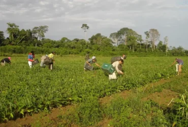 Microcrédito amplia acesso a pequenos produtores pelo AgroAmigo