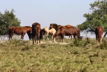Três pessoas são diagnosticadas com encefalite equina venezuelana no Amazonas