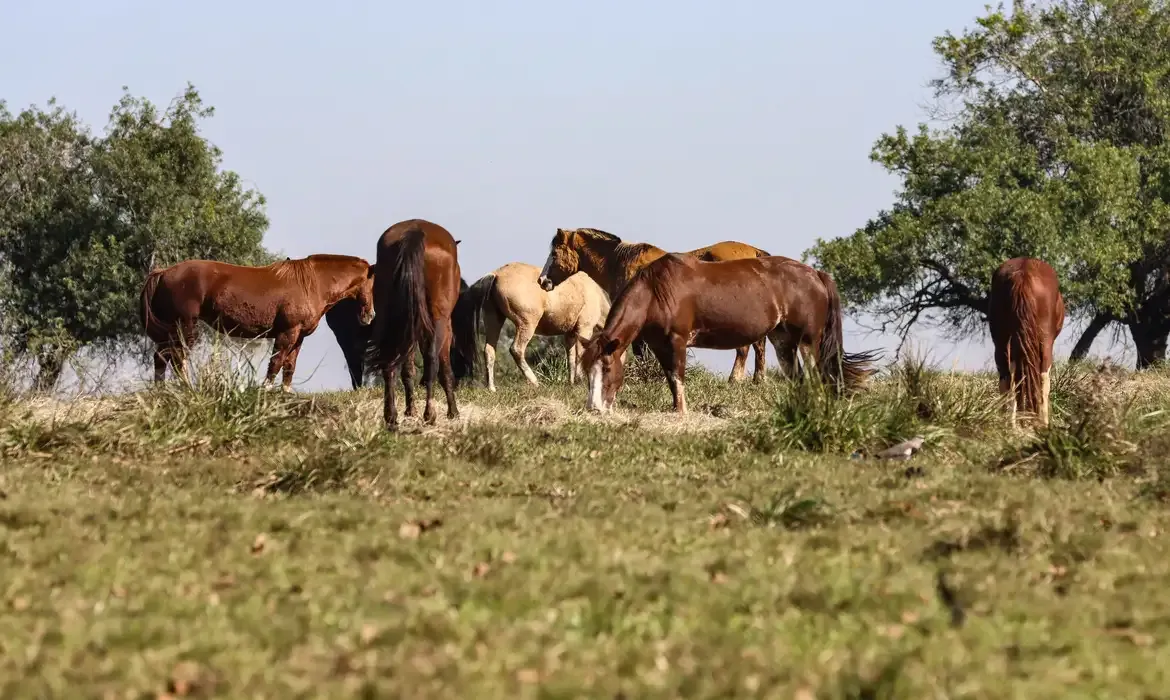 Três pessoas são diagnosticadas com encefalite equina venezuelana no Amazonas