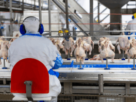 frango exportacao1