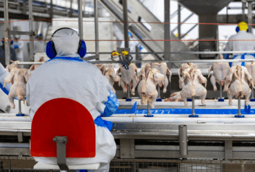 frango exportacao1