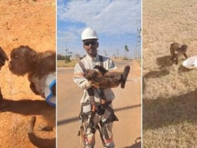 Eletricista vive momento inusitado ao ajudar um macaco-prego sedento durante serviço na cidade