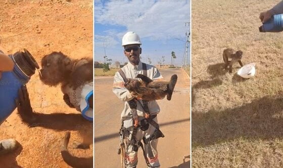Eletricista vive momento inusitado ao ajudar um macaco-prego sedento durante serviço na cidade
