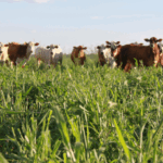 pecuaria gado pasto embrapa