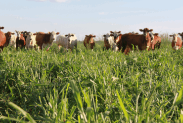 pecuaria gado pasto embrapa