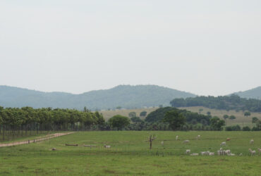 propriedade rural pasto