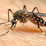 Sinop registra novos casos de dengue e de chikungunya