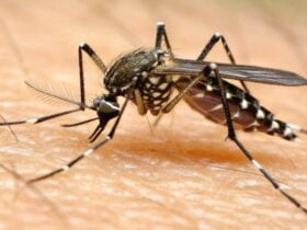 Sinop registra novos casos de dengue e de chikungunya