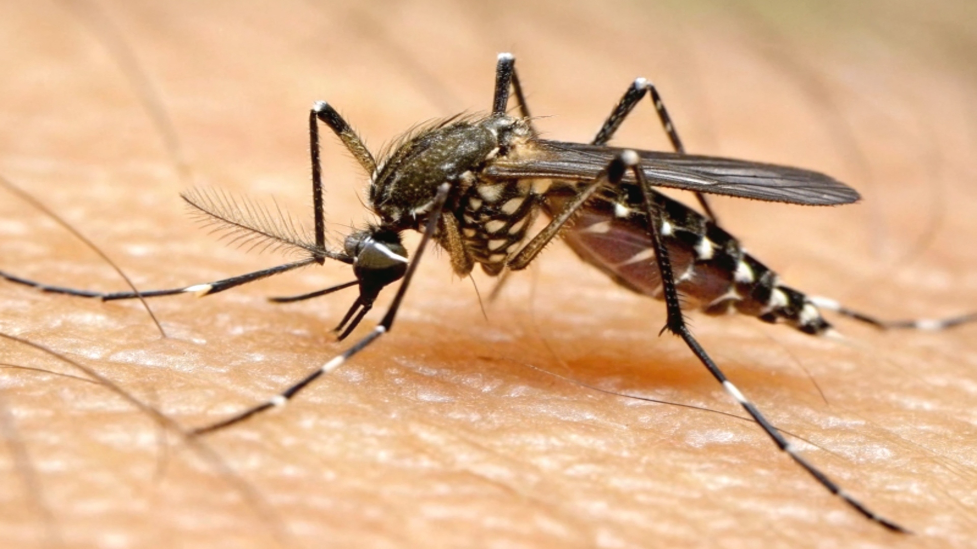 Sinop registra novos casos de dengue e de chikungunya