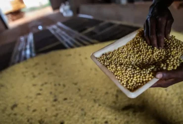 Sorriso lidera PIB agrícola no país com destaque para a soja