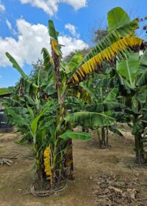 Duas cultivares da Embrapa são resistentes às doenças mais graves do mundo das bananeiras 83 250826 BananasResistentes PlantaInfectada FernandoHaddad