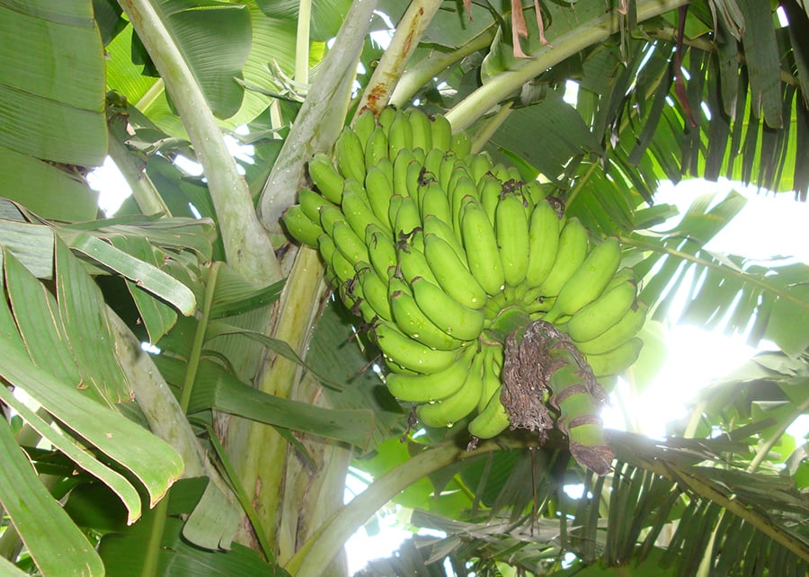 Duas cultivares da Embrapa são resistentes às doenças mais graves do mundo das bananeiras 84 250826 BananasResistentes Princesa EdsonAmorim