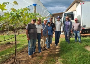 250916 PodridaoUvaMadura Atalivio Rufino equipe da Embrapa acompanhamento ensaios na propriedade de Atalivio Rufino em 2025