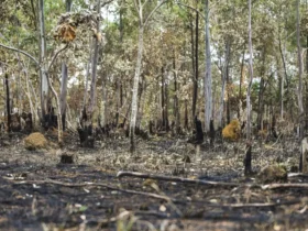Queimadas em 2025 já colocam o ano entre os cinco com maior área destruída