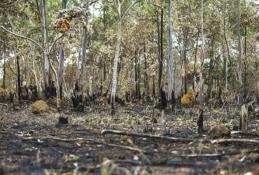 Queimadas em 2025 já colocam o ano entre os cinco com maior área destruída