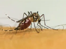 Chikungunya em crianças e adolescentes pode causar sequelas duradouras