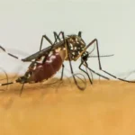 Aedes aumenta riscos de complicações graves na gestação, aponta estudo