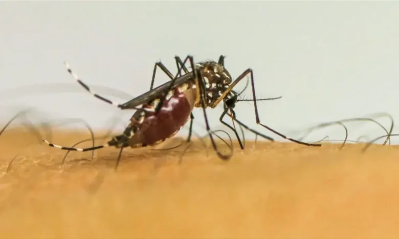Aedes aumenta riscos de complicações graves na gestação, aponta estudo