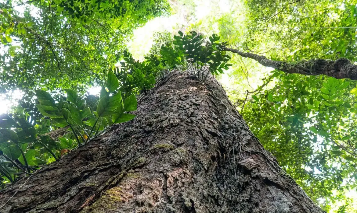 Mudança climática: árvores gigantes da Amazônia revelam potencial na proteção do planeta