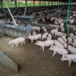 Produção de carne deve alcançar volumes recordes em 2026