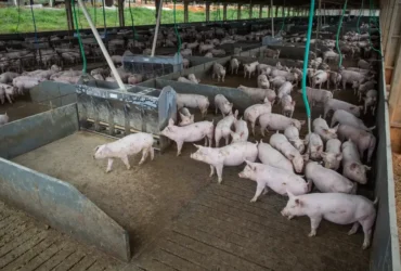 Produção de carne deve alcançar volumes recordes em 2026