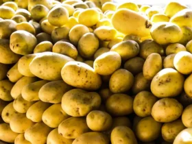 Batata, ovos e verduras aliviam inflação em São Paulo em agosto