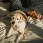 A ciencia por tras da fidelidade dos caes aos seus tutores Pexels 1