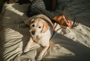 A ciencia por tras da fidelidade dos caes aos seus tutores Pexels 1