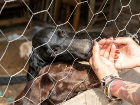 Animais resgatados em canil clandestino recebem cuidados de saude e alimentacao da Prefeitura de Cuiaba
