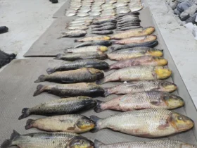 Pesca ilegal resulta em prisão e apreensão de 86 peixes em Santo Antônio de Leverger