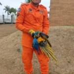 Bombeiros resgatam arara-canindé ferida em condomínio de Lucas do Rio Verde