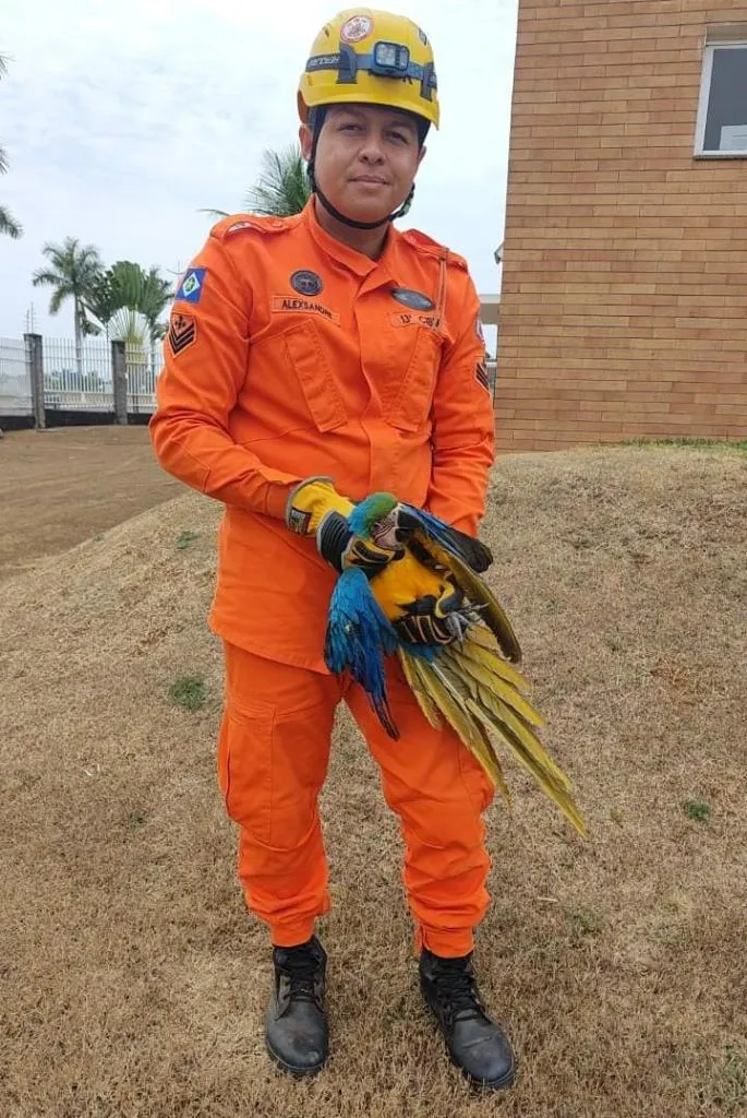 Bombeiros resgatam arara-canindé ferida em condomínio de Lucas do Rio Verde