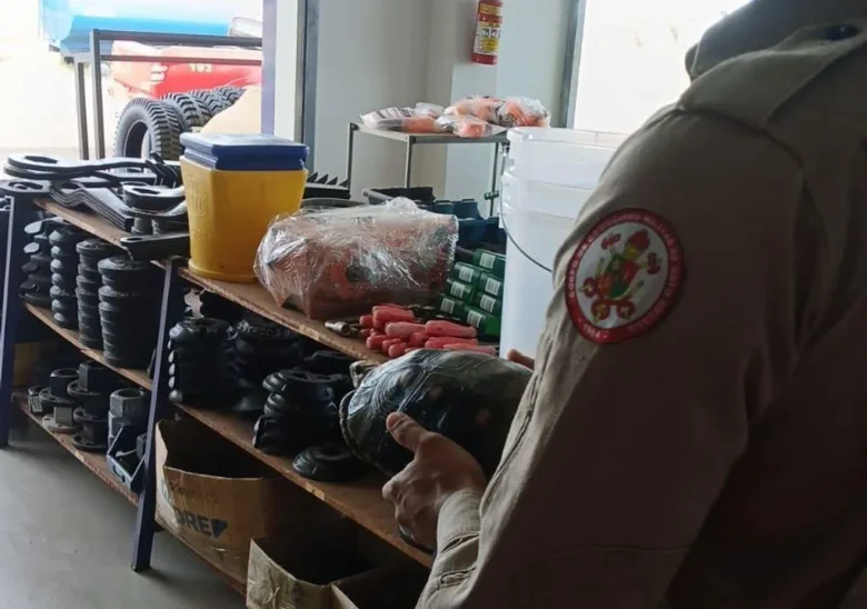 Bombeiros resgatam jabuti em loja de equipamentos agrícolas em Mato Grosso
