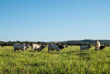 Caceres se destaca e integra o top 5 dos municipios de Mato Grosso com maior rebanho bovino do pais