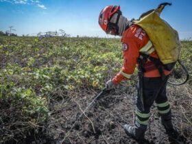 Bombeiros combatem 30 incêndios florestais em Mato Grosso neste domingo