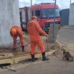 Bombeiros resgatam filhotes de cachorro em bueiro no Buritis Universitário